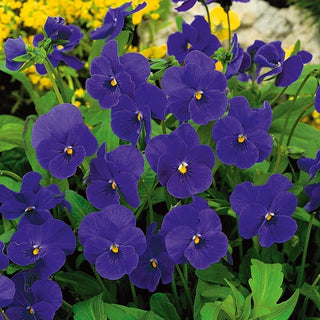 Hornveilchen - Admiration - Außergewöhnliche Schönheit - Viola cornuta - Premium-Saatgut