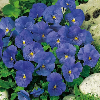 Hornveilchen - Blue Perfection - Beruhigende Farbtöne Im Garten - Viola cornuta - Premium-Saatgut