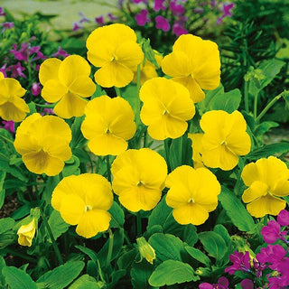 Hornveilchen - Yellow Perfection - Sonniger Farbtupfer Für Beete - Viola cornuta - Premium-Saatgut