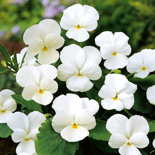Hornveilchen - White Perfection - Elegantes Weiß - Viola cornuta - Premium-Saatgut