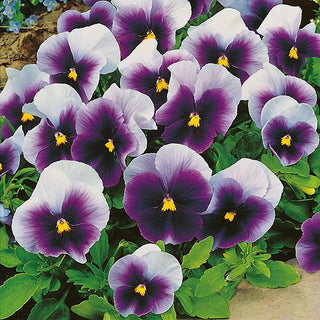 Stiefmütterchen - Super Beaconsfield - Vielseitige Balkonverschönerung - Viola ×wittrockiana