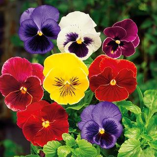 Stiefmütterchen - Hiemalis - Blüte Ab Februar - Pansy - Hiemalis