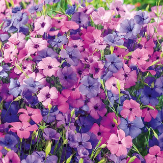 Himmelsröschen - Pflegeleicht, Besonders Dekorativ - Silene coeli-rosa - Premium-Saatgut