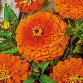 Zinnie Dahlienblütige - Oriole - Fröhlicher Orange-Gelber Farbton - Zinnia elegans