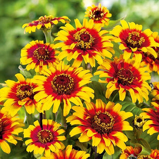 Zinnie Dahlienblütige - Sombrero - Bunte Mexikanische Farbmischung - Zinnia elegans