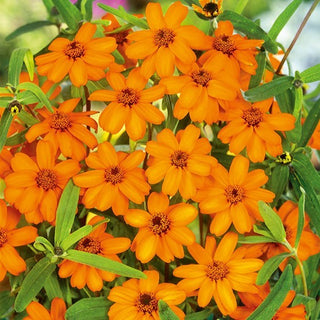 Haage-Zinnie - Orange - Sonnenglanz Im Garten - Zinnia angustifolia
