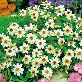 Haage-Zinnie - Weiß - Zarte Blüten In Schneeweiß - Zinnia angustifolia