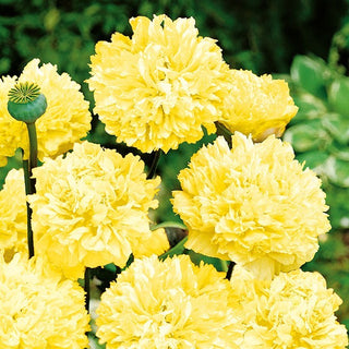 Päonienmohn - Gelb - Goldene Zierde Für Beete - Papaver paeoniflorum