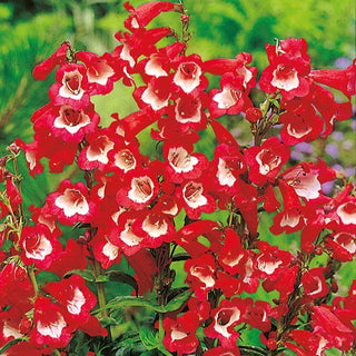 Hartwegs Bartfaden - Scharlachrot mit Weiß - Einzigartiger Charme, Kompakte Polster - Penstemon hartwegii