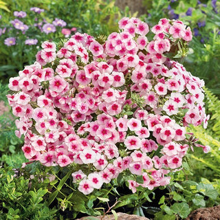Sommer-Phlox - Brilliant - Wunderschöner Blickfang Im Beet - Phlox drummondii - Premium-Saatgut