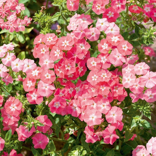 Sommer-Phlox - Leopoldii - Lachsrosa Mit Weißem Auge - Phlox drummondii - Premium-Saatgut