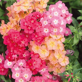 Sommer-Phlox - Cecily - Pastell Mischung - Sommerlicher Pastellzauber - Phlox drummondii - Premium-Saatgut