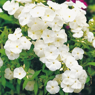Sommer-Phlox - Weiß - Blüht Den Ganzen Sommer Bis Herbst - Phlox drummondii - Premium-Saatgut