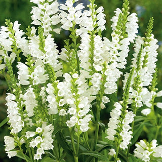 Virginische Gelenkblume - Weiß - Zarte Schönheit, Natürlicher Gartenzauber - Physostegia virginiana - Premium-Saatgut