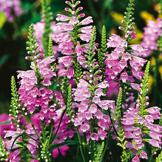 Virginische Gelenkblume - Rosa - Elegante Mehrjährige Komposition - Physostegia virginiana - Premium-Saatgut