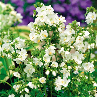 Blaue Himmelsleiter - Weiß - Natürliche Romantische Gartendekoration - Polemonium caeruleum - Premium-Saatgut
