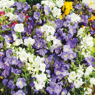 Blaue Himmelsleiter - Mischung - Mehrjährig, Zarte Glockenblüten - Polemonium caeruleum - Premium-Saatgut