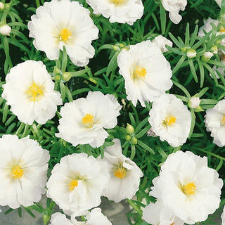 Portulakröschen - Gefüllte Weiß - Gefüllte Blüten, Perfekt Für Steingärten - Portulaca grandiflora - Premium-Saatgut