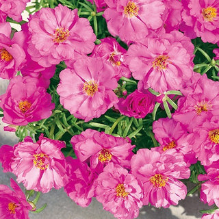 Portulakröschen - Gefüllte Rosa - Attraktive Bodendecker Für Beete - Portulaca grandiflora - Premium-Saatgut