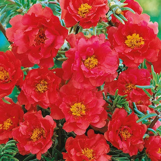 Portulakröschen - Gefüllte Rot - Dekorative Blüten, Lange Und Üppige Blüte - Portulaca grandiflora - Premium-Saatgut
