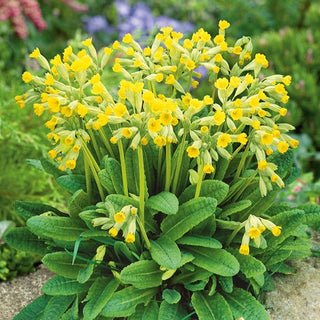 Wiesen-Schlüsselblume - Charmante, Zarte, Natürliche Anmut - Primula veris