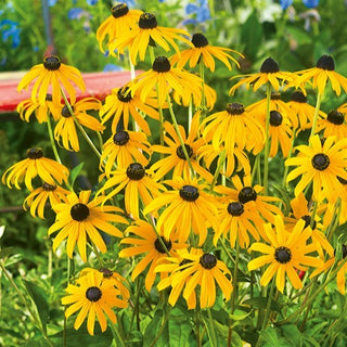 Gewöhnliche Sonnenhut - Goldene Blüten Locken Insekten An - Rudbeckia fulgida - Premium-Saatgut