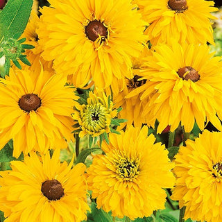 Gefüllte Sonnenhut - Golden Daisies - Große Gefüllte Blüten Den Ganzen Sommer - Rudbeckia hirta - Premium-Saatgut