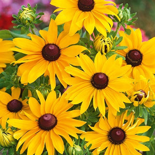 Sonnenhut - My Joy - Üppige, Lange, Prächtige Blüte - Rudbeckia hirta - Premium-Saatgut