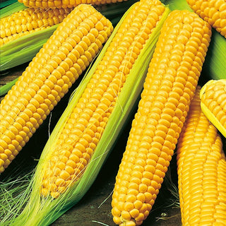 BIO Zuckermais - Golden Bantam - Gesund, Ideal Zum Kochen Und Grillen - Premium-Saatgut