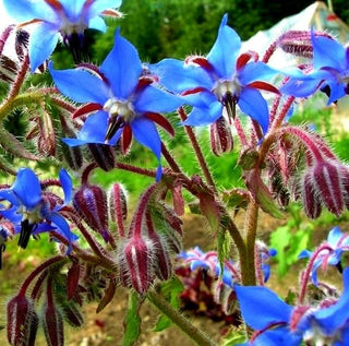 Borretsch - Pflegeleichte Begleitpflanze - Borago officinalis - Großpackung - 100 g - Premium-Saatgut