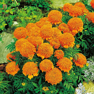 Zwerg Aufrechte Studentenblume - Cupido Orange - Kompakte Orangefarbene Blütenbälle - Tagetes erecta