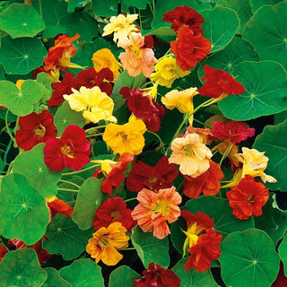 Große Kapuzinerkresse -Gleam Mischung - Hervorragende Essbare Blüten Und Blätter - Tropaeolum majus