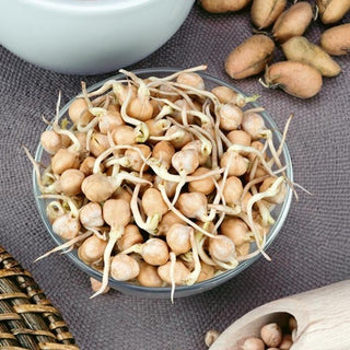 Keimsprossen - Kichererbse - Hoher Nährwert, Nussiges Aroma - Cicer - Premium-Saatgut