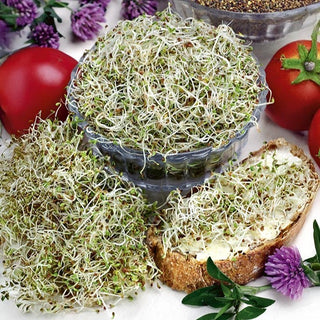 Keimsprossen - Klee - Schnelle Keimung, Stärkt Das Immunsystem - Trifolium - Premium-Saatgut