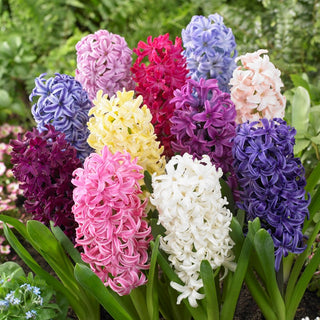 Hyazinthe - Farbmischung - Hyacinthus - Intensiver süßer Duft - 3 Blumenzwiebeln