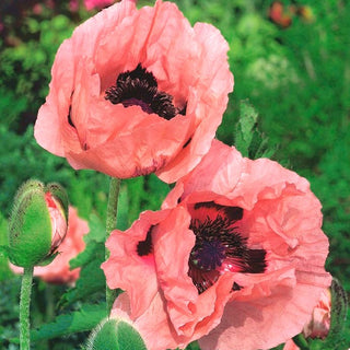 Orientalischer Mohn - Princess Victoria Louise - Rosa Blickfang Für Staudenbeete - Papaver orientale