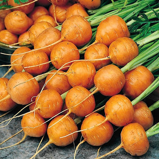 Möhre - Parijse Markt 4 - Ideal Für Frühe Ernten