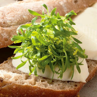 Keimsprossen - Koriander - Frischer Kräuterduft, Einfache Kultivierung - Coriandrum sativum - Großpackung - 100 g - Premium-Saatgut