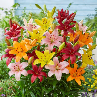 Lilien - Mischung aus Sorten und Farben - Lilium - Bunte Mischung für sommerliche Beete