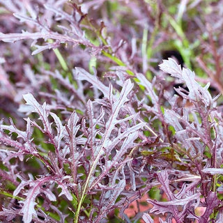 Mizuna Red - Exquisite Taste with a Delicate Mustard Accent - Brassica rapa var. japonica - Premium Seeds