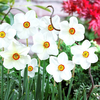Narzisse - Actaea - Narcissus - Weiß-Gelbe Frühlingsfrische - 5 Blumenzwiebeln