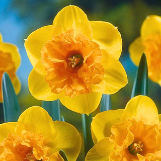 Narzisse - Mirar - Narcissus - Gelb-orangefarbener Frühlingsakzent - 5 Blumenzwiebeln