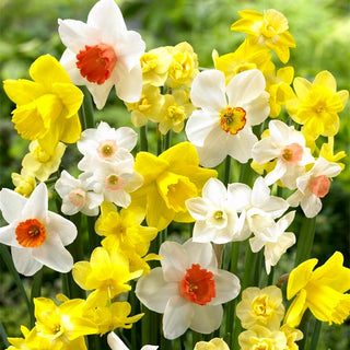 Narzisse - Mix - Narcissus - Malerische Horste für Gartenbeete - 5 Blumenzwiebeln