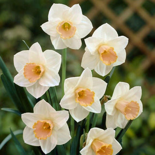 Narzisse - Salome - Narcissus - Zarter Duft und Frühlingsglanz - 5 Blumenzwiebeln