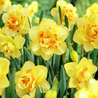 Narzisse - Tahiti - Narcissus - Sonnige Frühlingsexplosion - 5 Blumenzwiebeln