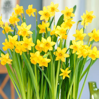 Narzisse - Tete-a-Tete - Narcissus - Frühe Blüte, Energie des Frühlings - 5 Blumenzwiebeln