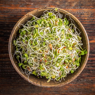 Keimsprossen - Fenchel - Anisartiges Aroma, Schnelle Keimung - Foeniculum vulgare - Premium-Saatgut