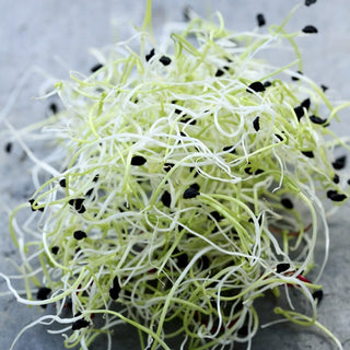 Keimsprossen - Porree - Zart, Mild, Antioxidativ - Allium porrum - Premium-Saatgut