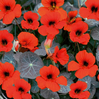 Zwerg Kapuzinerkresse - Empress of India - Üppig Und Lang Blühend - Tropaeolum majus var. nanum
