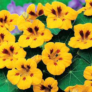Zwerg Kapuzinerkresse - Lady Bird - Kompakter Wuchs, Niedrige Sorte - Tropaeolum majus var. nanum
